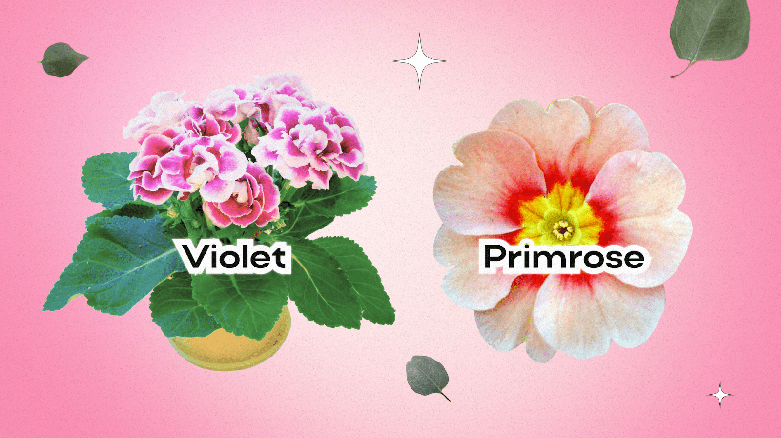 Birth Month Flowers: What is my Birth Flower?